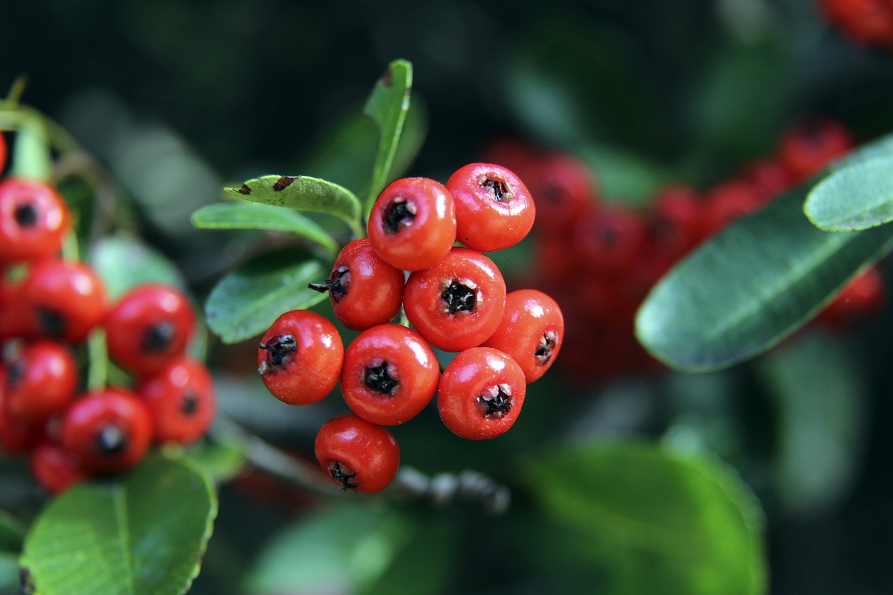 拉菲尼亚归来，巴萨重振雄风